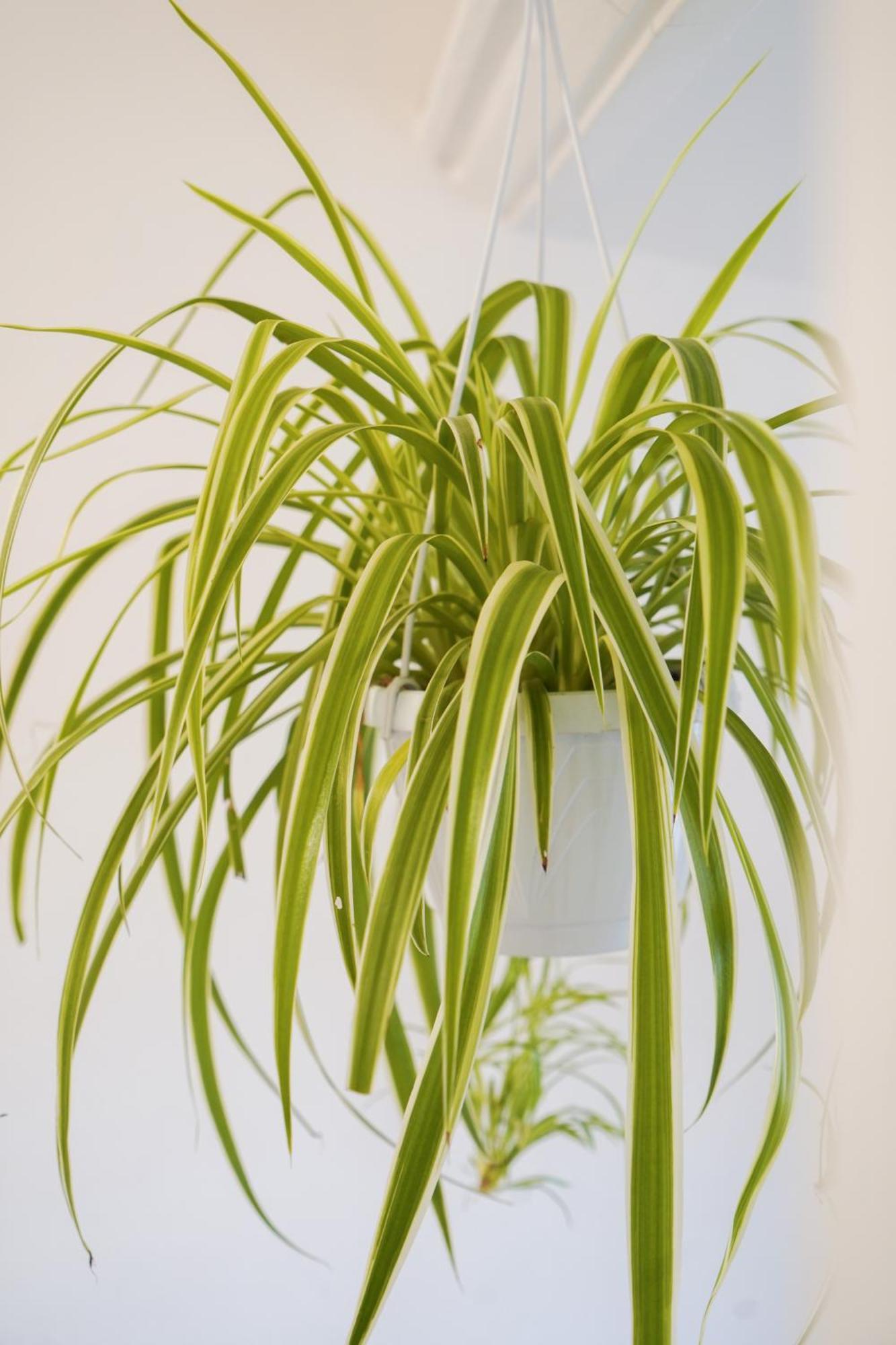 דירות ונציה Melusina Roof Terrace מראה חיצוני תמונה